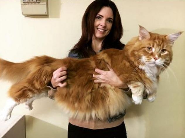 В интернете показали яркие фото «самого длинного кота» в мире