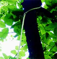 УДАВКА: милиция оставила ее на "дереве Сабиры"