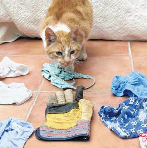 Кот Оскар со своей добычей. Фото: thisishampshire.net