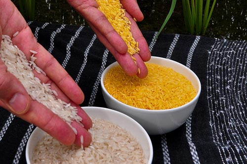 Обычный и «золотой» рис. Фото: International Rice Research Institute