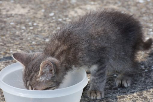 Молоко