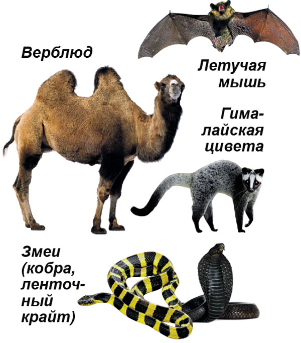 Разносчики заразы