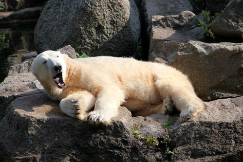 Медведь Кнут