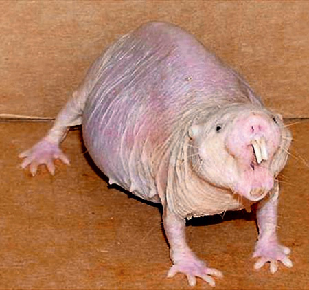 Миллиардеры молятся на этого лысого крыкокрота. Надеются, что его гены помогут им дольше оставаться молодыми