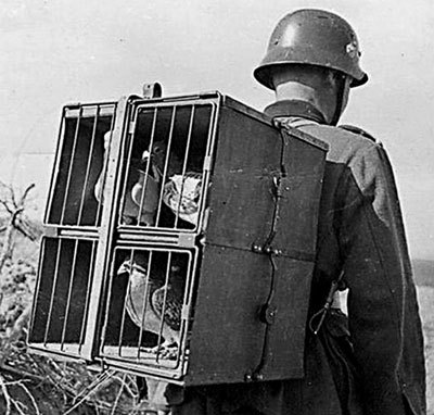 Немецкие связисты доверяли шифровки не электронной, а голубиной почте