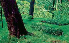 ОФИЦИАЛЬНАЯ МОГИЛКА ТОЛСТОГО: вместо себя граф зарыл там простого крестьянина