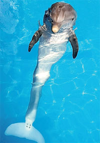 ВИНТЕР: хвост «отрос», как у ящерицы