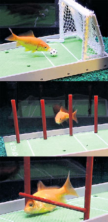 ...на очереди - шахматы