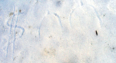 Рисунок на снегу объяснил желание турка