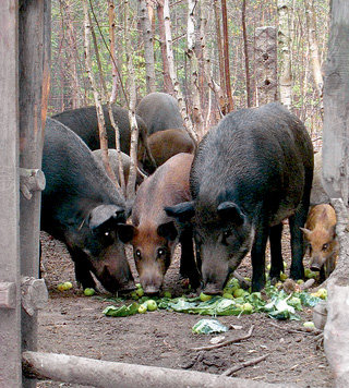 Животные охотно выходят их леса, чтобы полакомиться угощением