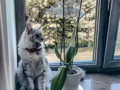 что случилось с котом бородиной каспером. Смотреть фото что случилось с котом бородиной каспером. Смотреть картинку что случилось с котом бородиной каспером. Картинка про что случилось с котом бородиной каспером. Фото что случилось с котом бородиной каспером что случилось с котом бородиной каспером. Смотреть фото что случилось с котом бородиной каспером. Смотреть картинку что случилось с котом бородиной каспером. Картинка про что случилось с котом бородиной каспером. Фото что случилось с котом бородиной каспером