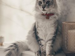 что случилось с котом бородиной каспером. Смотреть фото что случилось с котом бородиной каспером. Смотреть картинку что случилось с котом бородиной каспером. Картинка про что случилось с котом бородиной каспером. Фото что случилось с котом бородиной каспером что случилось с котом бородиной каспером. Смотреть фото что случилось с котом бородиной каспером. Смотреть картинку что случилось с котом бородиной каспером. Картинка про что случилось с котом бородиной каспером. Фото что случилось с котом бородиной каспером